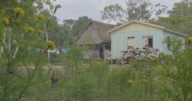 Amazon yağmur ormanlarında Pando / Bolivya 'daki Bahçede Özgürce Yürüyen Bir Tavukla Küçük Evler