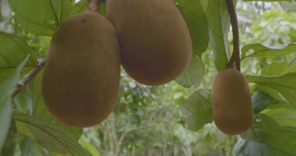 Cupuacu Theobroma Grandiflorum Super Amazonské Ovoce Mimořádnými Nutričními Kosmetickými Vlastnostmi — Stock video
