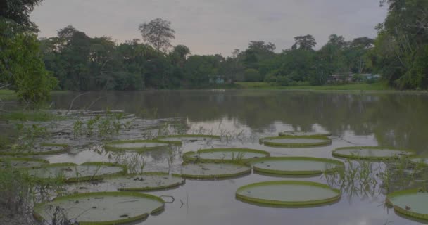 Lot Water Lilies Large River Amazon Rainforest Tiny Houses Bird — Stock Video