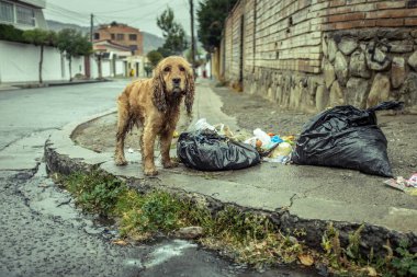 Çöp torbalarının yanında yağmurdan ıslanan başıboş köpek.
