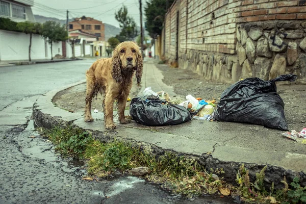 Perro Callejero Mojado Lluvia Cerca Algunas Bolsas Basura —  Fotos de Stock