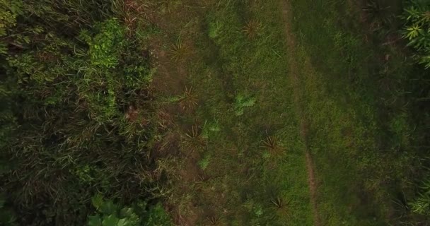 草原の土壌を持つ農地 草を切る男性 いくつかの枯れ木やパンドーで成長ヤシの木 ボリビア — ストック動画