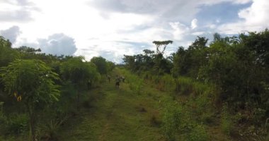 Pando / Bolivya - 7 Nisan 2017: Çimenli Topraklı Tarımsal Topraklar, Çimleri Pala ile Kesen Adamlar, Ölü Ağaçların ve Palmiye Ağaçlarının Yanı