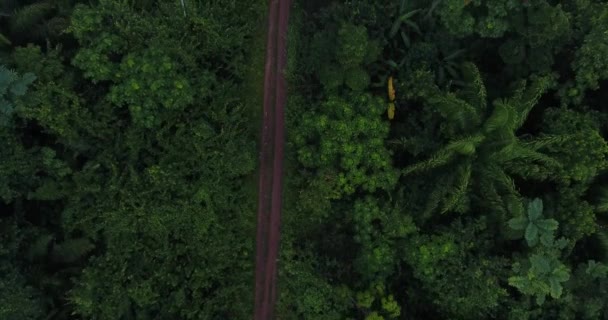 Estrada Sujeira Rodeada Por Muita Vegetação Árvores Pequenas Casas Costa — Vídeo de Stock