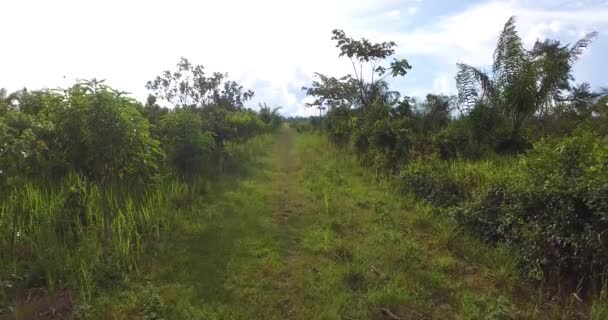 Terra Agrícola Com Solo Pastoso Algumas Árvores Mortas Palmeiras Crescendo — Vídeo de Stock