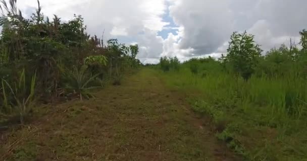 緑豊かな土壌 いくつかの枯れ木やヤシの木を持つ農地は パンドー ボリビアで成長 — ストック動画