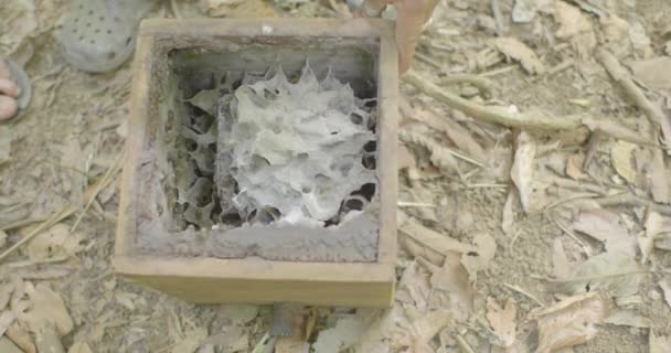 いくつかの蜂とハイブの内部を持つ木製の箱近く — ストック動画