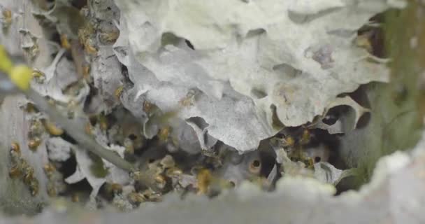 Caixa Madeira Com Uma Colmeia Dentro Com Algumas Abelhas Nas — Vídeo de Stock