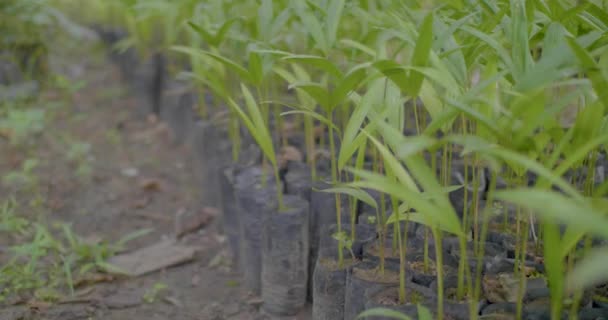 Многие Растения Которые Будут Посажены Корнем Пластиковый Мешок — стоковое видео