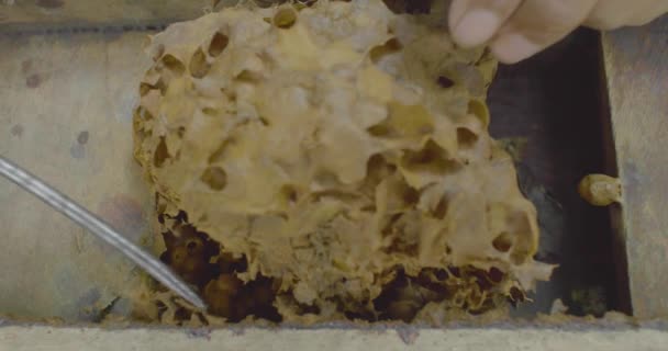 Holzkiste Mit Bienenstock Der Nähe — Stockvideo