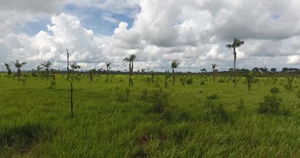 Landbouwgrond Met Grasbodem Enkele Dode Bomen Palmbomen Die Groeien Pando — Stockvideo