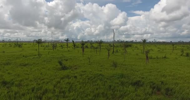 Terreno Agricolo Con Terreno Erboso Alcuni Alberi Morti Palme Che — Video Stock