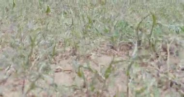 Birçok Çekirge Bolivya Chaco 'sunun topraklarına atlıyor