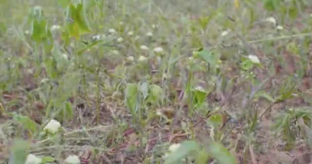 Sok Szöcske Ugrál Bolíviai Chaco Földjén — Stock videók