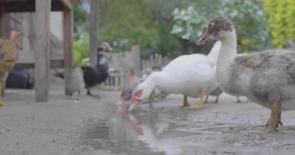 Muchos Patos Bebiendo Agua Suelo Fangoso — Vídeos de Stock