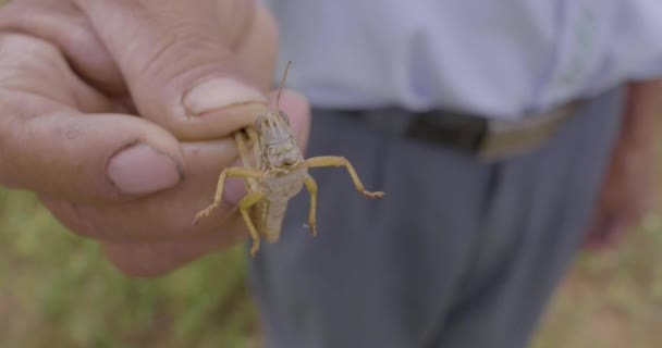 Brown Man Holding Big Grasshopper Bolivian Chaco — Stock Video