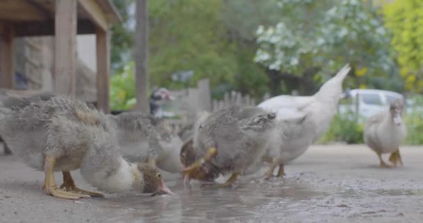Muchos Patos Bebiendo Agua Suelo Fangoso — Vídeos de Stock