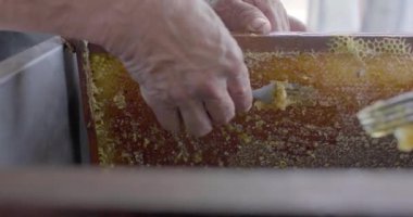 Çatallı bir arı kovanından olgun bal toplayan iki kişi.