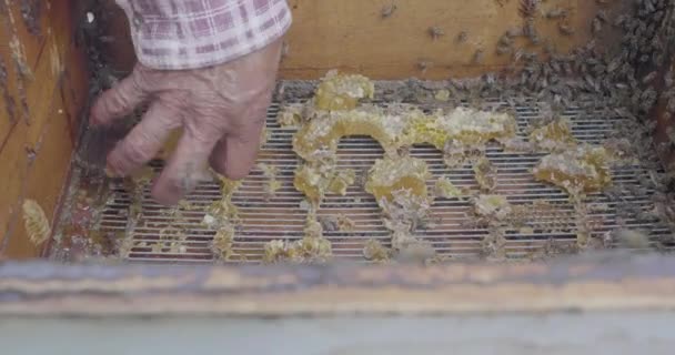 高齢者の手は 任意のセキュリティなしで蜂に囲まれた箱から熟した蜂蜜の破片を削除します — ストック動画