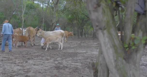 玻利维亚查拉瓜 2017年3月25日 牧场内的男人为奶牛工作和照料 — 图库视频影像