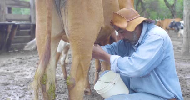 ボリビアのチャラグア 2017年3月25日 牧場内のプラスチック製バケツで牛を搾乳 — ストック動画
