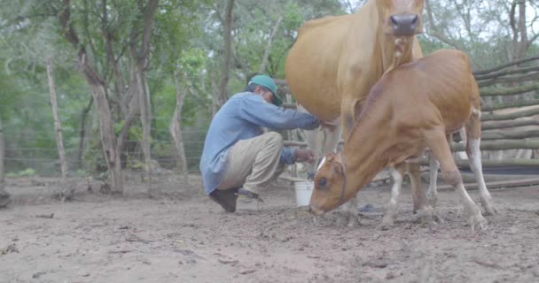 Charagua Bolivia Marzo 2017 Hombre Ordeñó Una Vaca Cubo Plástico — Vídeo de stock