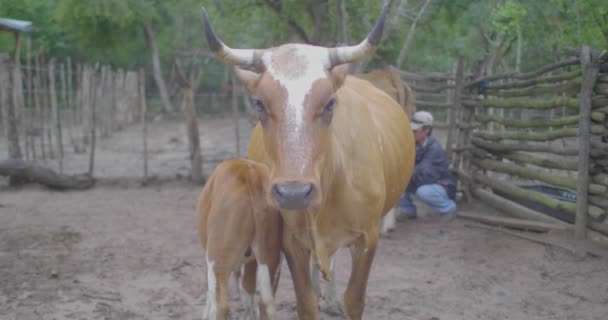 Charagua Bolivia Marzo 2017 Pequeño Ternero Bebiendo Leche Del Pezón — Vídeo de stock