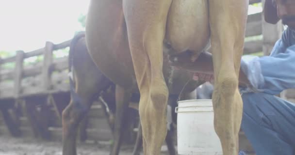 Charagua Bolivia Marzo 2017 Hombre Ordeñó Una Vaca Cubo Plástico — Vídeos de Stock