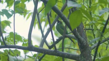 Zümrüt Toucanet, Ağaçta duran küçük kuş