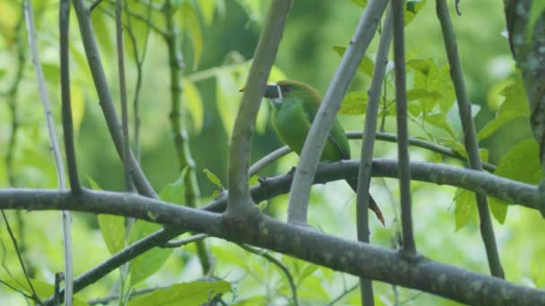 Smaragd Tucanet Kleiner Vogel Der Auf Einem Baumstamm Steht — Stockvideo