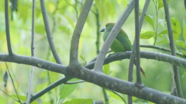 Zümrüt Toucanet, Ağaçta duran küçük kuş