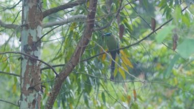 Motmot (Momotus aequatorialis) bir tahta kütüğün üzerinde duruyor ve muz yiyor.