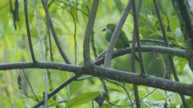 Zümrüt Toucanet, Ağaçta duran küçük kuş