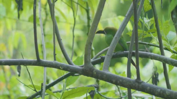 Σμαράγδι Toucanet Μικρό Πουλί Στέκεται Ένα Κούτσουρο Του Δέντρου — Αρχείο Βίντεο