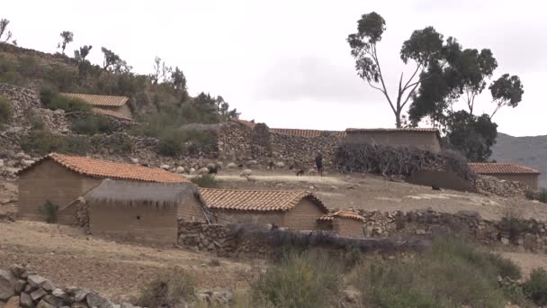 Ovelhas Adultas Seus Descendentes Subindo Montanha Altiplano Boliviano — Vídeo de Stock