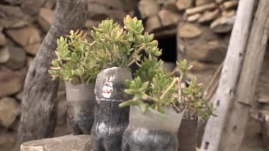 Yarım Plastik Şişeden Yapılan Küçük Saksılarda Bitkiler