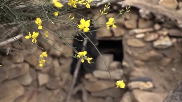 フィールドに黄色の花を持つ薬用植物ルタ — ストック動画