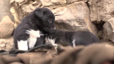 Küçük Yalnız Yavrular Altiplano 'nun ortasında terk edildi.