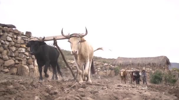 Angola Chuquisaca Bolívia Novembro 2014 Homem Castanho Com Características Indígenas — Vídeo de Stock