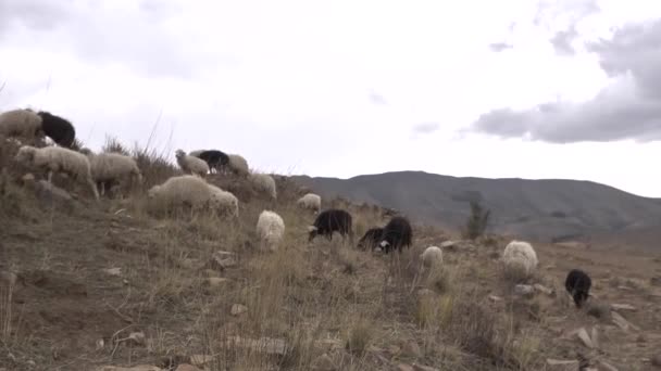 Ovejas Adultas Descendencia Subiendo Montaña Del Altiplano Boliviano — Vídeos de Stock