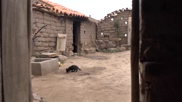 Angola Chuquisaca Bolivia November 2014 Small Cat Playing Yard Indigenous — Stock Video