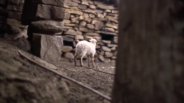 Bang Schapen Ras Zoek Naar Haar Moeder Gaat Kleine Stal — Stockvideo