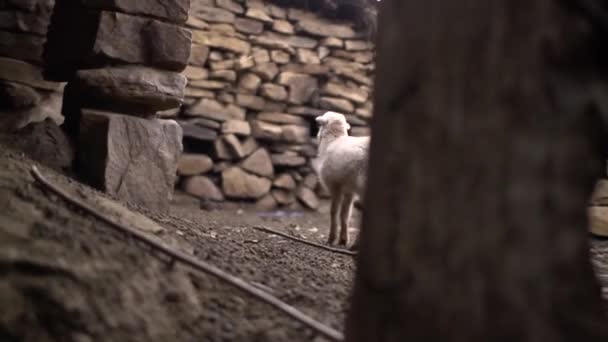 Страшные Овцы Породы Поисках Своей Матери Входит Малую Конюшню — стоковое видео