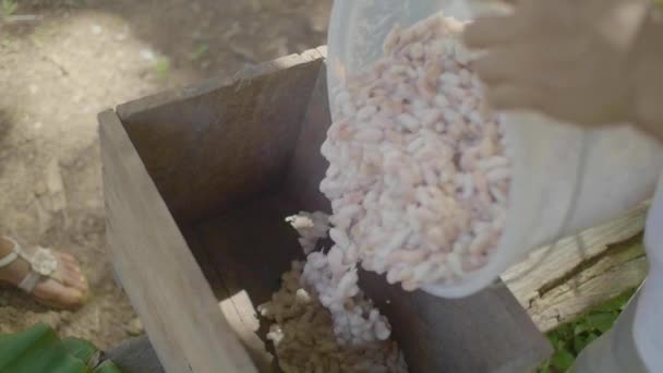 Une Personne Vide Seau Plastique Rempli Fèves Cacao Pour Sécher — Video