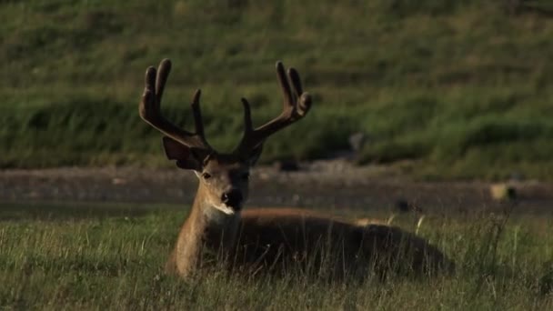 Ciervos Comiendo Hierba Mirando Cámara Anticostis Island Quebec Canadá — Vídeos de Stock