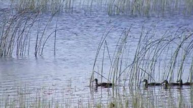 Kanada, Quebec 'teki Anticosti Adası' ndaki gölde yüzen ördekler.