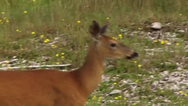 Veado Andando Grama Anticostis Island Quebec Canadá — Vídeo de Stock