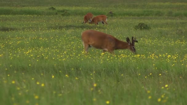 Several Deer Eating Grass One Looks Camera Anticostis Island Quebec — Stock Video