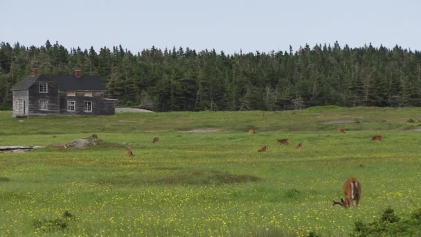 Several Deer Walking Eating Grass House Anticostis Island Quebec Canada — Stock Video