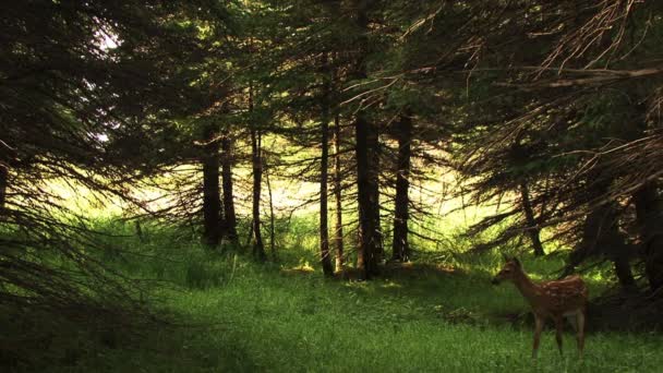 Rådjur Promenader Och Ser Något Skogen Med Massa Träd Och — Stockvideo
